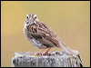 savannah_sparrow_70176