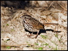 song_sparrow_110183