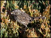 song_sparrow_110449