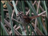 song_sparrow_67520