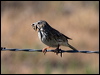song_sparrow_68839