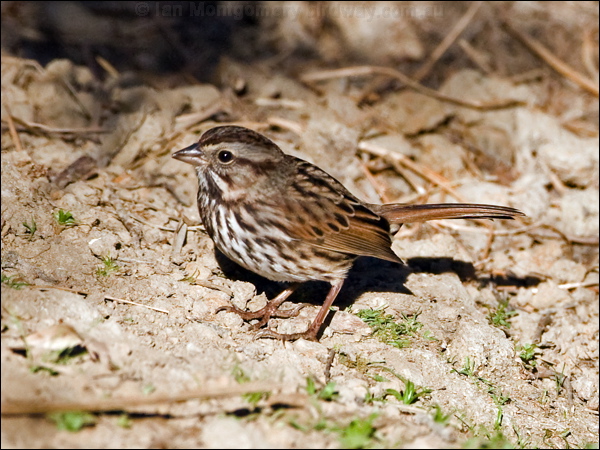 Song Sparrow song_sparrow_110183.psd