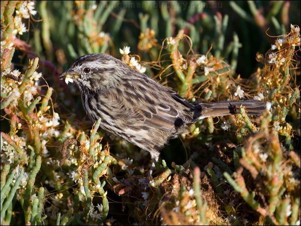 Song Sparrow song_sparrow_110449.psd