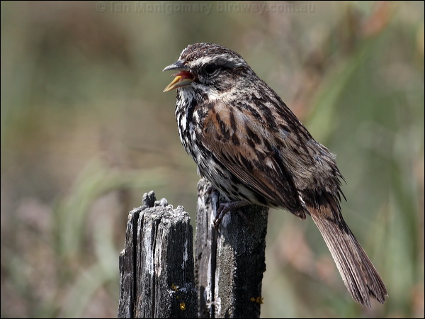 Song Sparrow song_sparrow_66279.jpg