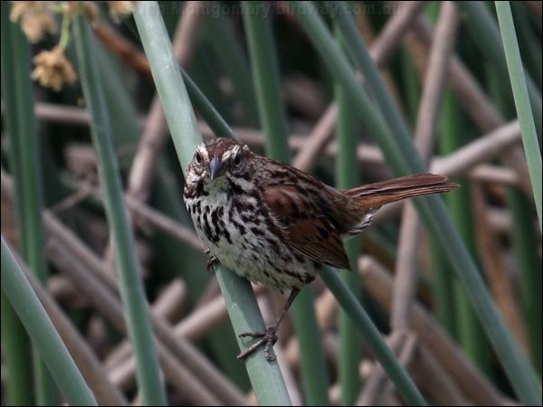 Song Sparrow song_sparrow_67520.psd