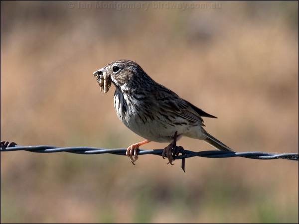 Song Sparrow song_sparrow_68839.psd