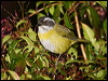 sootycapbushtanager_111237