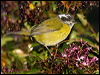 sootycapbushtanager_111238