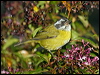 sootycapbushtanager_111239