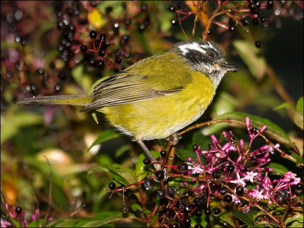 Sooty-capped Bush Tanager sootycapbushtanager_111238.psd
