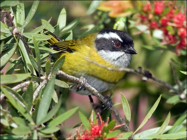 Sooty-capped Bush Tanager sootycapbushtanager_111343.psd
