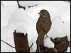 Click here to enter gallery and see photos/pictures/images of Thick-billed Fox Sparrow