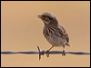 vesper_sparrow_109497