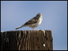 vesper_sparrow_109705