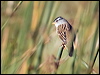 white_crown_sparrow_110475
