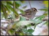 white_crown_sparrow_111126