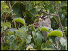 white_crown_sparrow_69692