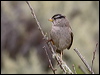 white_crown_sparrow_69706