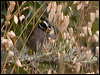 white_crown_sparrow_69709