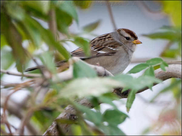 White-crowned Sparrow white_crown_sparrow_111126.psd