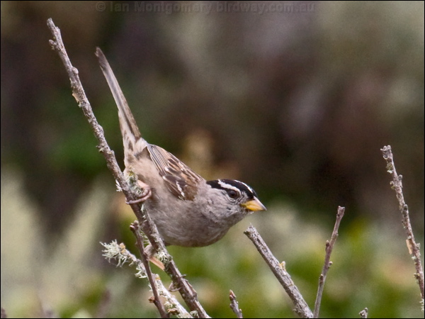 White-crowned Sparrow white_crown_sparrow_69704.psd