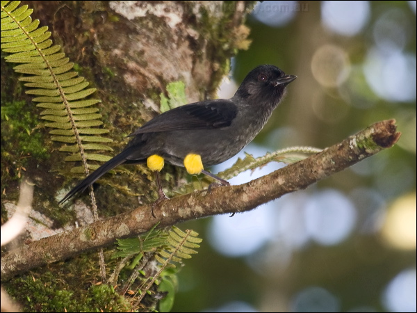 Yellow-thighed Finch yellowthighed_finch_111856.psd