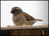 cape_sparrow_04723