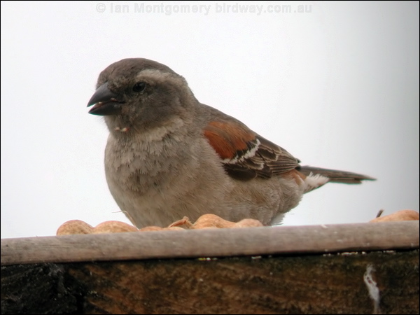 Cape Sparrow cape_sparrow_04723.psd