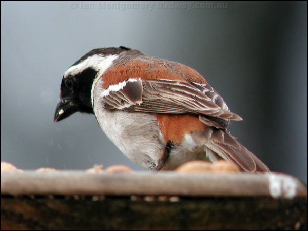 Cape Sparrow cape_sparrow_04726.psd