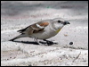 yell_throat_sparrow_17636