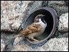 eurasiantreesparrow_142115