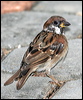 eurasiantreesparrow_56504