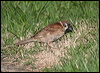 eurasiantreesparrow_56506