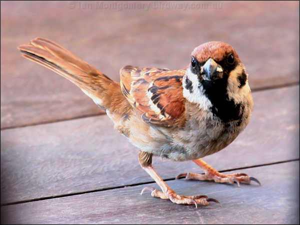 Eurasian Tree Sparrow eurasiantreesparrow_40735.psd