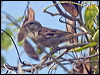 house_sparrow_199659