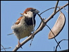 Click here to enter gallery and see photos/pictures/images of House Sparrow