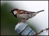 house_sparrow_199682