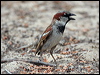 house_sparrow_54044