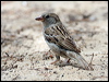 house_sparrow_54060