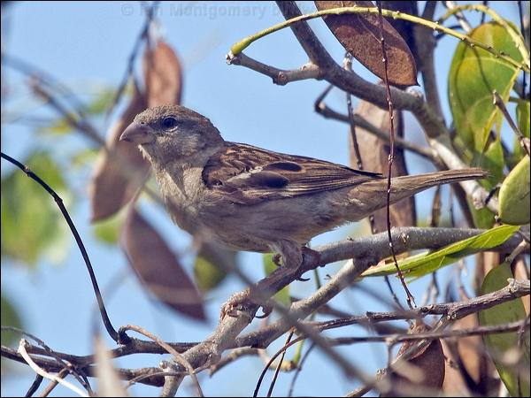 House Sparrow house_sparrow_199659.psd