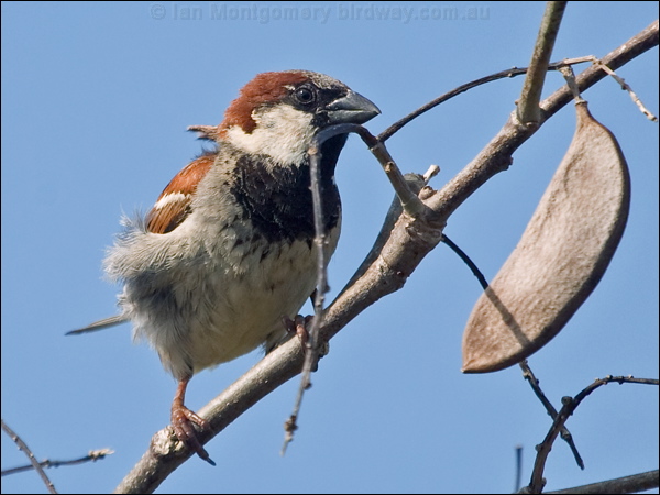 House Sparrow house_sparrow_199663.psd