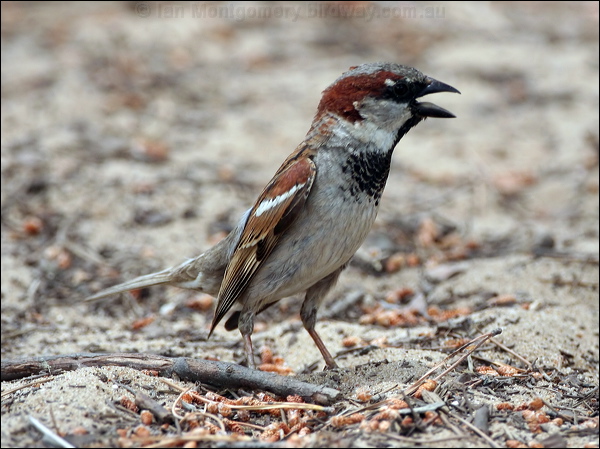 House Sparrow house_sparrow_54044.psd