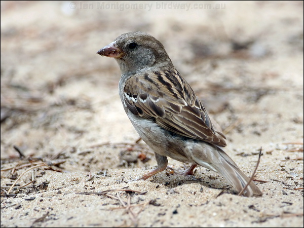 House Sparrow house_sparrow_54060.psd