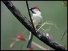 russet_sparrow_17463