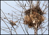 spanish_sparrow_53023