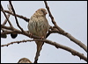 spanish_sparrow_53036