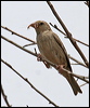 spanish_sparrow_53037