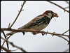 spanish_sparrow_53044