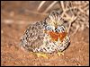 plains_wanderer_87375