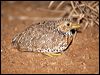 plains_wanderer_87377